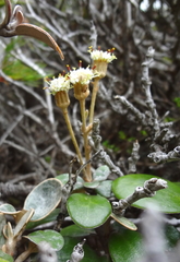 Brachyglottis bidwillii