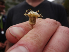 Brachyglottis bidwillii