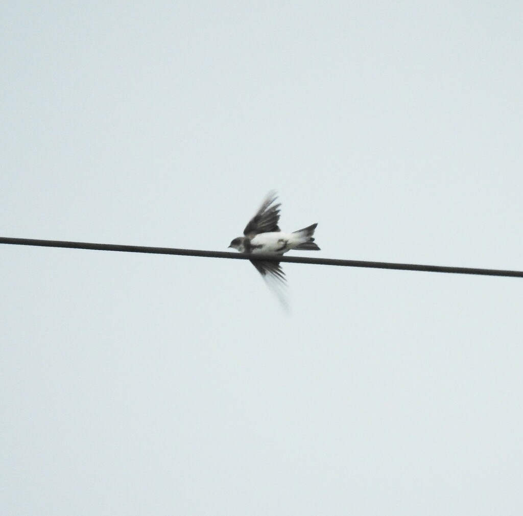 Bank Swallow from Белоярский р-н, Свердловская обл., Россия on July 16 ...