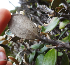 Brachyglottis bidwillii