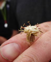 Brachyglottis bidwillii