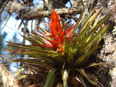 Tillandsia imperialis