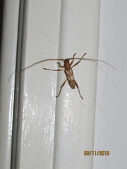 Eburodacrys flexuosa