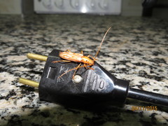 Eburodacrys flexuosa