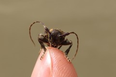 Aerenea brunnea