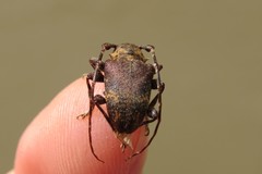 Aerenea brunnea