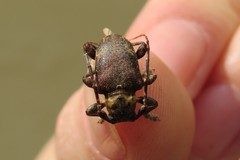 Aerenea brunnea