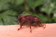 Aerenea brunnea