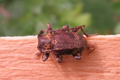 Aerenea brunnea