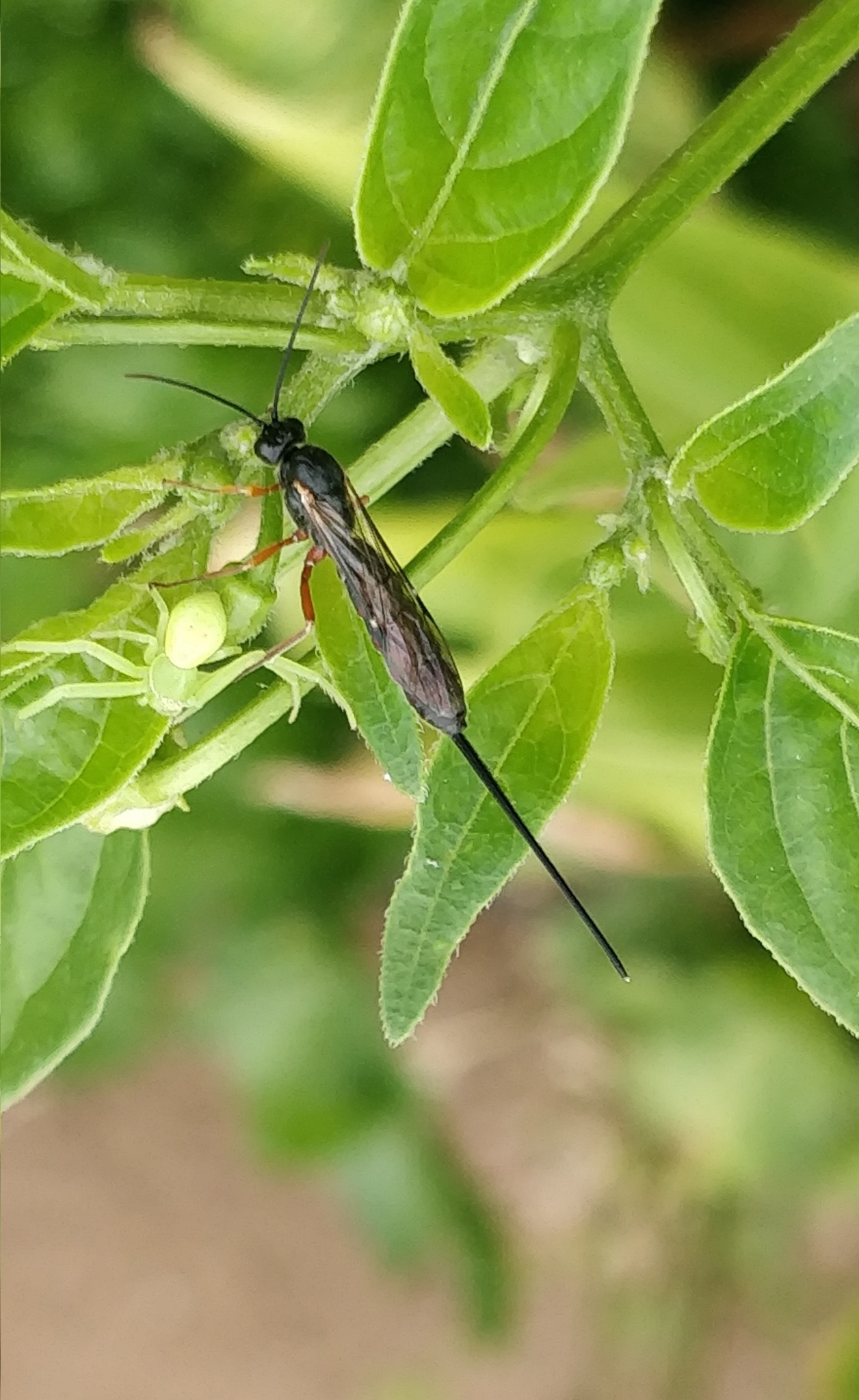 Exeristes roborator