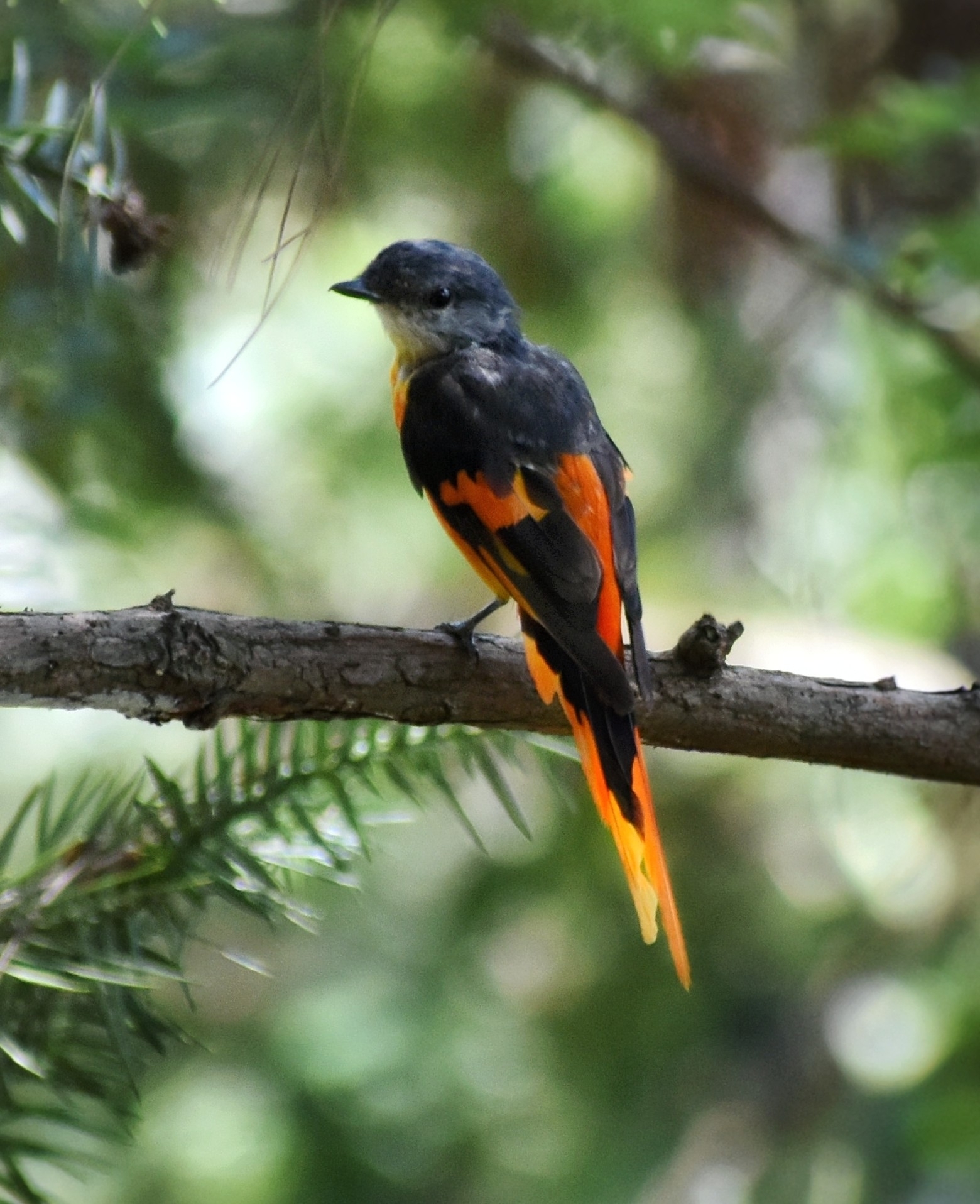 Grey-chinned Minivet