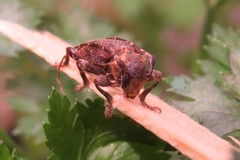 Aerenea brunnea