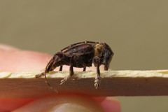Aerenea brunnea