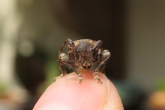 Aerenea brunnea
