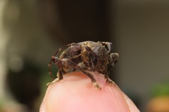 Aerenea brunnea