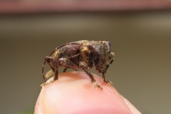Aerenea brunnea