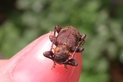 Aerenea brunnea