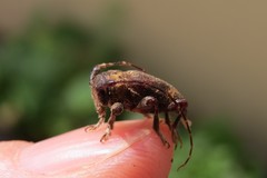 Aerenea brunnea