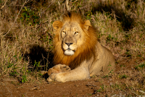 Panthera leo