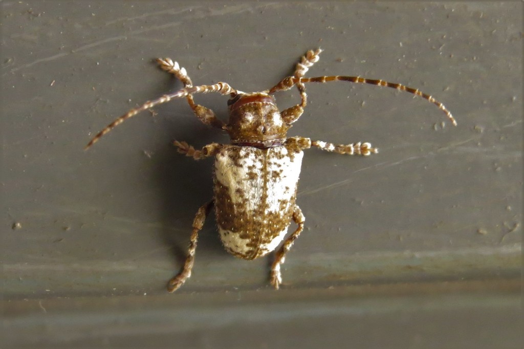 Aerenea