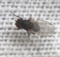 Sophophora