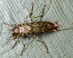 Chalcodrya variegata