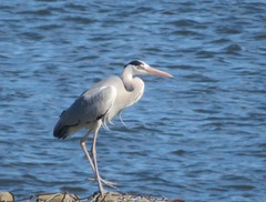 Ardea cinerea