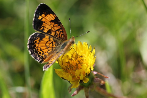 Pearl Crescent photographed in Illinois