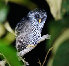 Black-Banded Owl photo 1