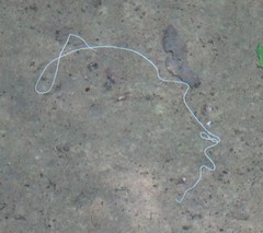 Gordiidae