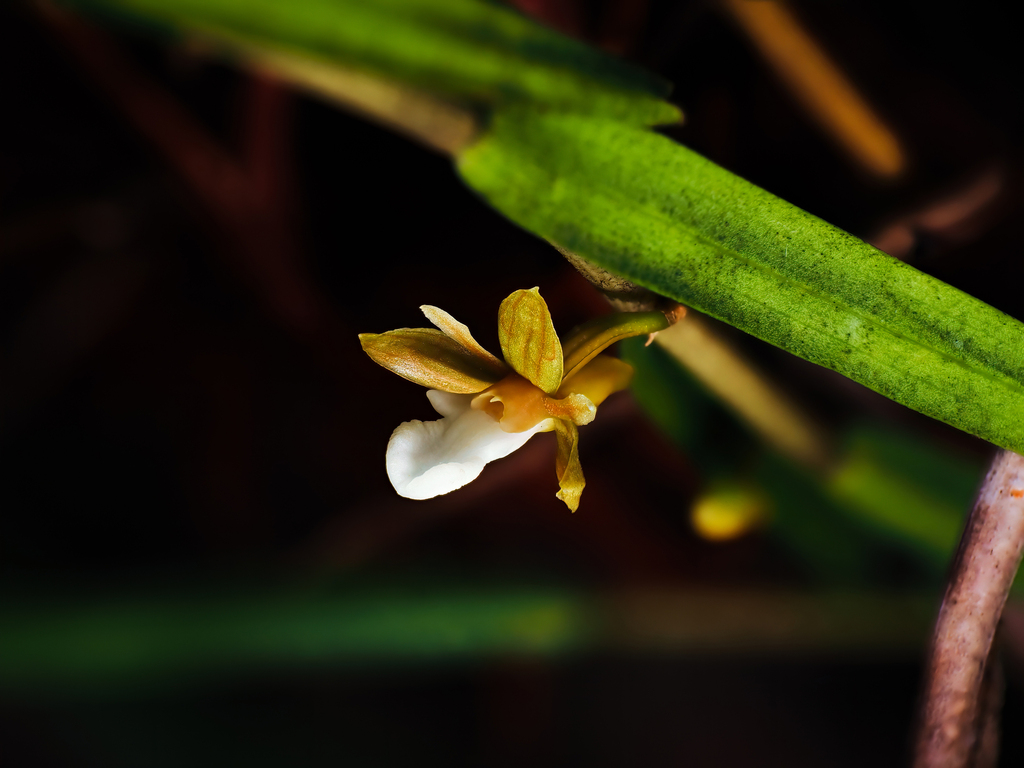 Dendrobium calcaratum