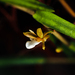 Dendrobium lobbii - Photo (c) Samuel Lee, some rights reserved (CC BY), uploaded by Samuel Lee