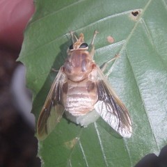 Goniops chrysocoma
