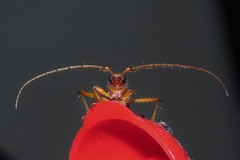 Eburodacrys flexuosa