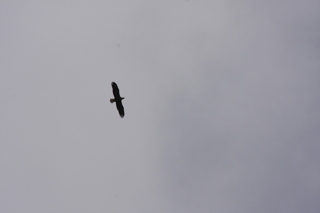 Bald Eagle from 10107 Flowers Ave, Orlando, FL 32825 on February 16 ...