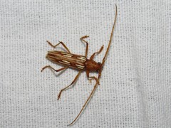Eburodacrys flexuosa