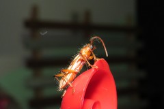 Eburodacrys flexuosa