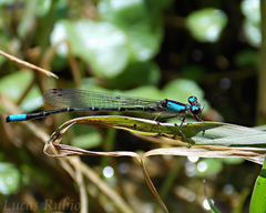 Oxyagrion ablutum