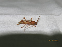 Eburodacrys flexuosa