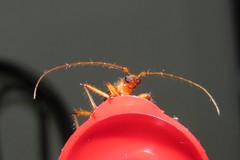 Eburodacrys flexuosa