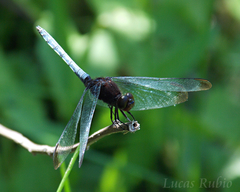 Erythrodiplax atroterminata