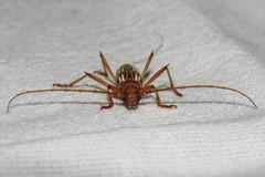 Eburodacrys flexuosa