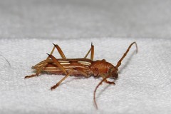 Eburodacrys flexuosa