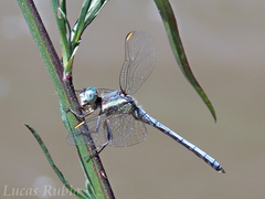 Dasythemis mincki