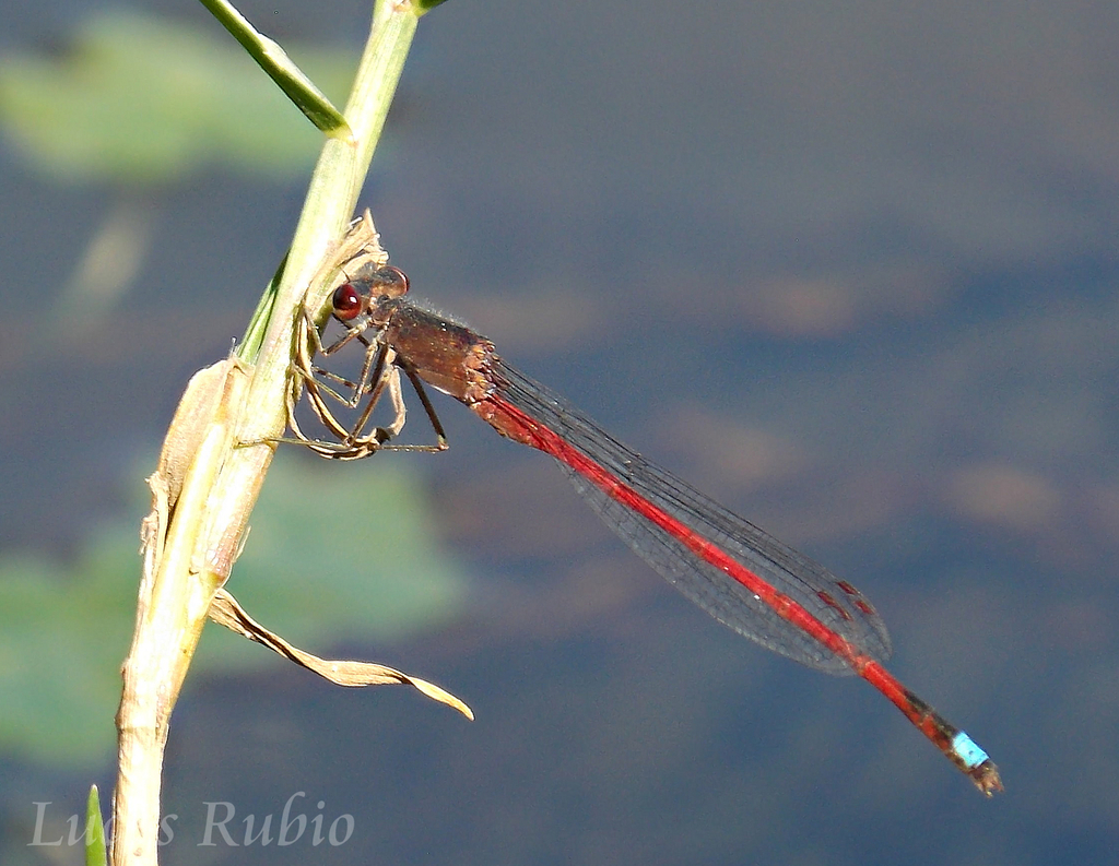 Oxyagrion rubidum