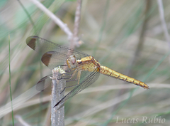 Erythrodiplax atroterminata