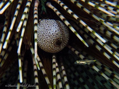 Banded sea urchin