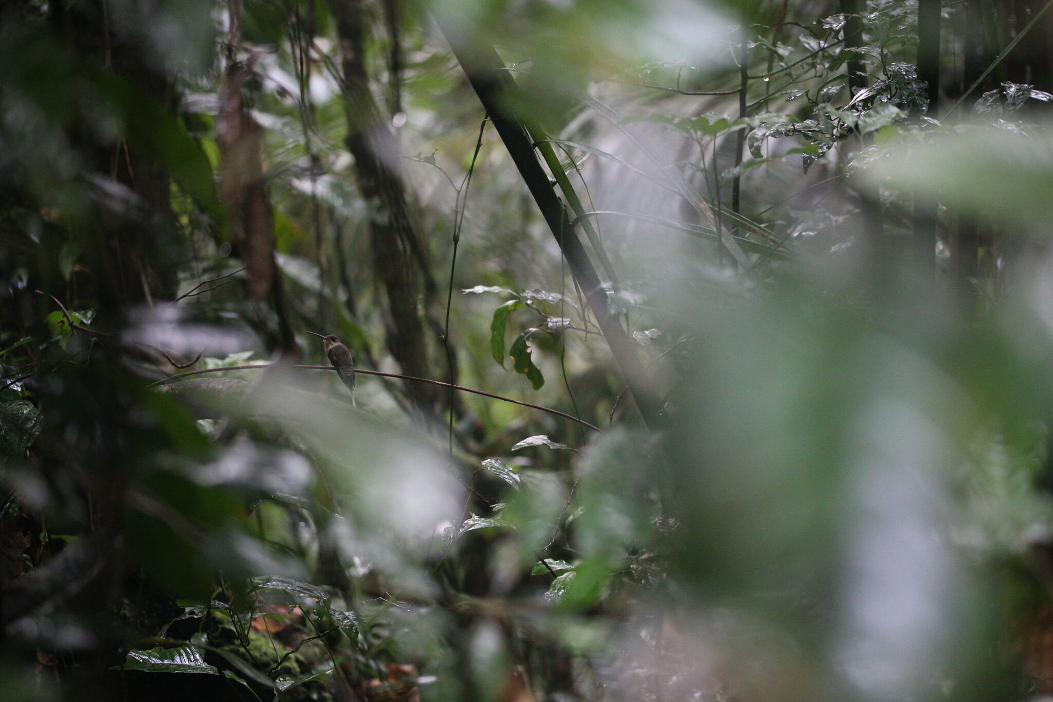 Straight-billed Hermit (Phaethornis bourcieri), photo 3