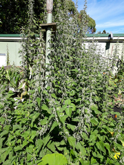 Urtica dioica dioica