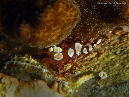 squat anemone shrimp